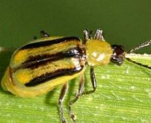 Поширення західного кукурудзяного жука в Україні зростатиме